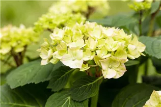 Hydrangea macrophylla 'Diva Fiore'® - Hortensie 'Diva fiore'®