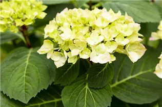 Hydrangea macrophylla 'Diva Fiore'® - Hortensie 'Diva fiore'®