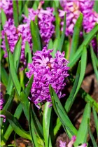 Hyacinthus orientalis 'Marconi' - Hyazinthe 'Marconi'