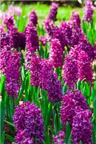 Hyacinthus orientalis 'Marconi' - Hyazinthe 'Marconi'