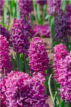 Hyacinthus orientalis 'Marconi' - Hyazinthe 'Marconi'