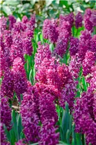 Hyacinthus orientalis 'Marconi' - Hyazinthe 'Marconi'