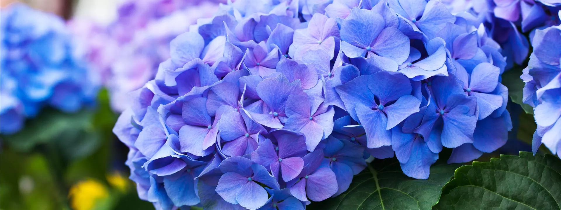 Hydrangea macrophylla 'Early Blue'(s) Hydrangea macrophylla 'Early Blue'(s)