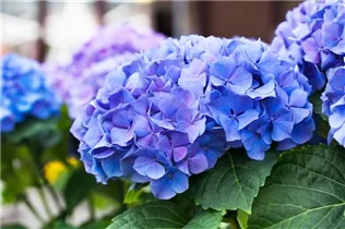 Hydrangea macrophylla 'Early Blue'(s) - Gartenhortensie 'Early Blue'(s)