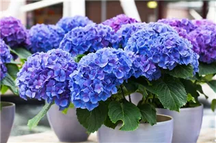 Hydrangea macrophylla 'Early Blue'(s) - Gartenhortensie 'Early Blue'(s)