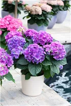 Hydrangea macrophylla 'Early Blue'(s) - Gartenhortensie 'Early Blue'(s)