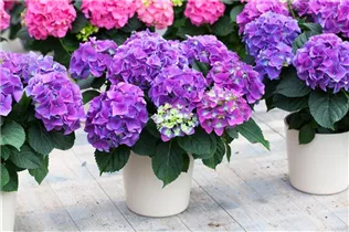 Hydrangea macrophylla 'Early Blue'(s) - Gartenhortensie 'Early Blue'(s)