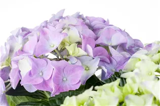 Hydrangea macrophylla 'Early Blue'(s) - Gartenhortensie 'Early Blue'(s)