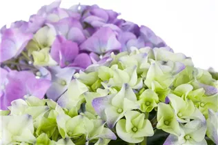 Hydrangea macrophylla 'Early Blue'(s) - Gartenhortensie 'Early Blue'(s)