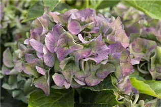 Hydrangea macrophylla 'Early Blue'(s) - Gartenhortensie 'Early Blue'(s)