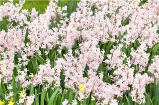 Hyacinthus orientalis 'Pink Festival' - Hyazinthe 'Pink Festival'
