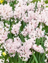 Hyacinthus orientalis 'Pink Festival' - Hyazinthe 'Pink Festival'