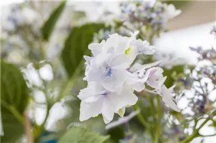 Hydrangea macrophylla 'Fireworks White'® - Bauernhortensie