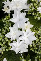 Hydrangea macrophylla 'Fireworks White'® - Bauernhortensie