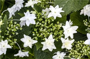 Hydrangea macrophylla 'Fireworks White'® - Bauernhortensie