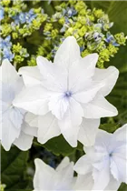 Hydrangea macrophylla 'Fireworks White'® - Bauernhortensie