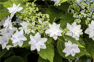 Hydrangea macrophylla 'Fireworks White'® - Bauernhortensie