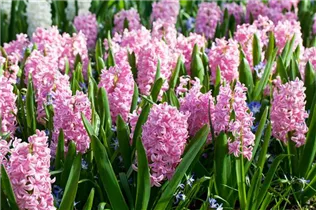 Hyacinthus orientalis 'Pink Surprise' - Hyazinthe 'Pink Surprise' Hyacinthus orientalis 'Pink Surprise' - Hyazinthe 'Pink Surprise'