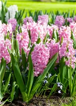 Hyacinthus orientalis 'Pink Surprise' - Hyazinthe 'Pink Surprise' Hyacinthus orientalis 'Pink Surprise' - Hyazinthe 'Pink Surprise'