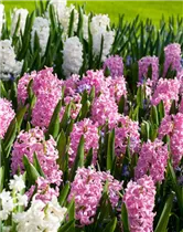 Hyacinthus orientalis 'Pink Surprise' - Hyazinthe 'Pink Surprise' Hyacinthus orientalis 'Pink Surprise' - Hyazinthe 'Pink Surprise'