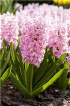 Hyacinthus orientalis 'Pink Surprise' - Hyazinthe 'Pink Surprise' Hyacinthus orientalis 'Pink Surprise' - Hyazinthe 'Pink Surprise'