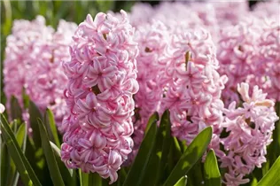 Hyacinthus orientalis 'Pink Surprise' - Hyazinthe 'Pink Surprise' Hyacinthus orientalis 'Pink Surprise' - Hyazinthe 'Pink Surprise'