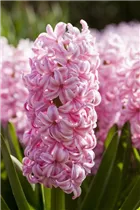 Hyacinthus orientalis 'Pink Surprise' - Hyazinthe 'Pink Surprise' Hyacinthus orientalis 'Pink Surprise' - Hyazinthe 'Pink Surprise'