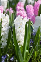 Hyacinthus orientalis 'Polar Giant' - Hyazinthe 'Polar Giant'