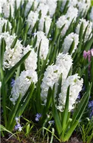 Hyacinthus orientalis 'Polar Giant' - Hyazinthe 'Polar Giant'