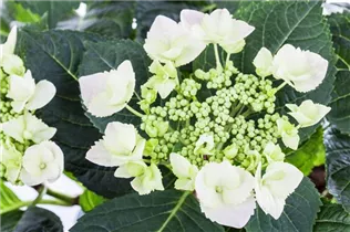 Hydrangea macrophylla 'Frisbee'® - Bauernhortensie 'Frisbee'® Hydrangea macrophylla 'Frisbee'® - Bauernhortensie 'Frisbee'®
