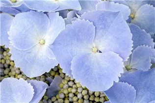 Hydrangea macrophylla 'Frisbee'® - Bauernhortensie 'Frisbee'® Hydrangea macrophylla 'Frisbee'® - Bauernhortensie 'Frisbee'®