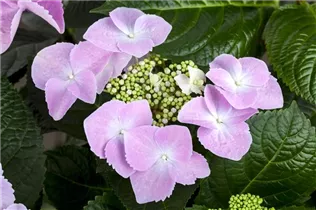 Hydrangea macrophylla 'Frisbee'® - Bauernhortensie 'Frisbee'® Hydrangea macrophylla 'Frisbee'® - Bauernhortensie 'Frisbee'®