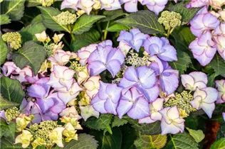 Hydrangea macrophylla 'Frisbee'® - Bauernhortensie 'Frisbee'® Hydrangea macrophylla 'Frisbee'® - Bauernhortensie 'Frisbee'®