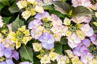 Hydrangea macrophylla 'Frisbee'® - Bauernhortensie 'Frisbee'® Hydrangea macrophylla 'Frisbee'® - Bauernhortensie 'Frisbee'®