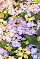 Hydrangea macrophylla 'Frisbee'® - Bauernhortensie 'Frisbee'® Hydrangea macrophylla 'Frisbee'® - Bauernhortensie 'Frisbee'®