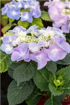 Hydrangea macrophylla 'Frisbee'® - Bauernhortensie 'Frisbee'® Hydrangea macrophylla 'Frisbee'® - Bauernhortensie 'Frisbee'®