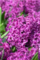 Hyacinthus orientalis 'Purple Sensation' - Hyazinthe 'Purple Sensation'