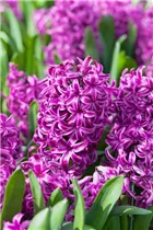 Hyacinthus orientalis 'Purple Sensation' - Hyazinthe 'Purple Sensation'