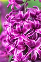 Hyacinthus orientalis 'Purple Sensation' - Hyazinthe 'Purple Sensation'