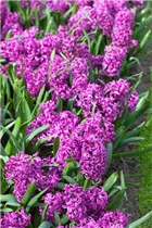 Hyacinthus orientalis 'Purple Sensation' - Hyazinthe 'Purple Sensation'