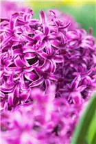 Hyacinthus orientalis 'Purple Sensation' - Hyazinthe 'Purple Sensation'