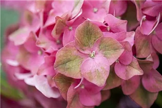 Hydrangea macrophylla 'Green Shadow'(s) - Gartenhortensie 'Green Shadow'(s) Hydrangea macrophylla 'Green Shadow'(s) - Gartenhortensie 'Green Shadow'(s)