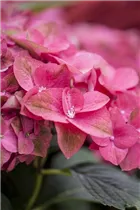 Hydrangea macrophylla 'Green Shadow'(s) - Gartenhortensie 'Green Shadow'(s) Hydrangea macrophylla 'Green Shadow'(s) - Gartenhortensie 'Green Shadow'(s)