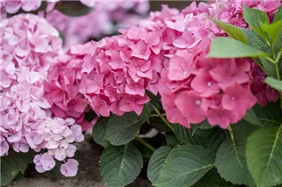 Hydrangea macrophylla 'Green Shadow'(s) - Gartenhortensie 'Green Shadow'(s) Hydrangea macrophylla 'Green Shadow'(s) - Gartenhortensie 'Green Shadow'(s)