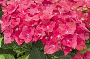 Hydrangea macrophylla 'Green Shadow'(s) - Gartenhortensie 'Green Shadow'(s) Hydrangea macrophylla 'Green Shadow'(s) - Gartenhortensie 'Green Shadow'(s)