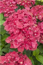 Hydrangea macrophylla 'Green Shadow'(s) - Gartenhortensie 'Green Shadow'(s) Hydrangea macrophylla 'Green Shadow'(s) - Gartenhortensie 'Green Shadow'(s)