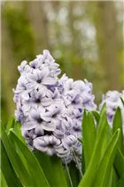 Hyacinthus orientalis 'Sky Planet' - Hyazinthe 'Sky Planet'