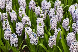 Hyacinthus orientalis 'Sky Planet' - Hyazinthe 'Sky Planet'