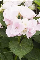 Hydrangea macrophylla 'Hobella'® - Bauernhortensie