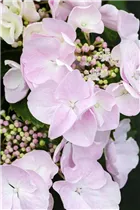 Hydrangea macrophylla 'Hobella'® - Bauernhortensie